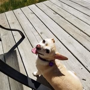 Meet your Posher, Levi